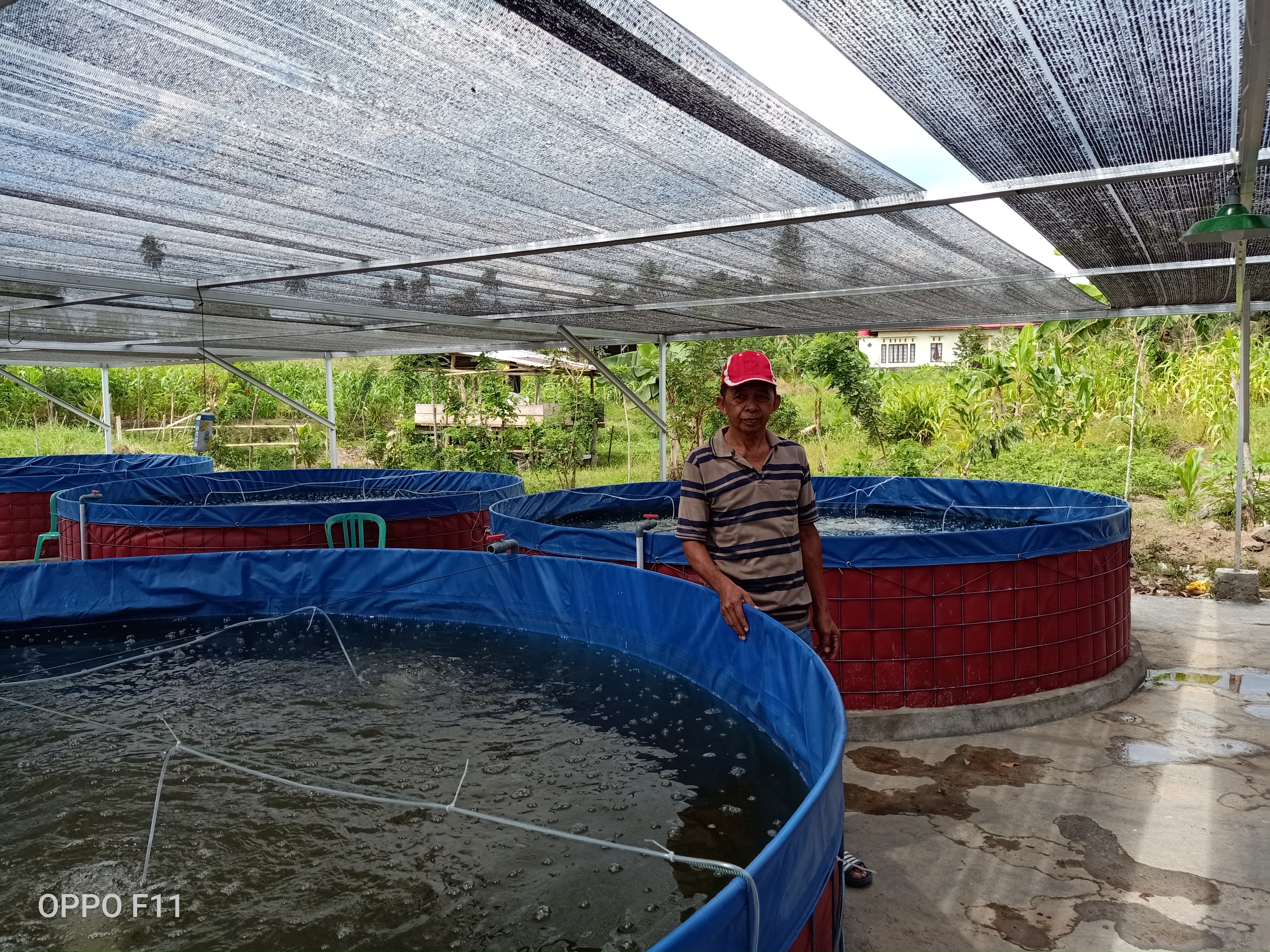 Kelompok Secara Senyum Kelurahan Biga Budidaya Ikan Dengan Metode Bio Flog