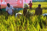 Bupati Bolmong Pimpin Panen Padi Sawah Bareng Masyarakat Pangian Tengah