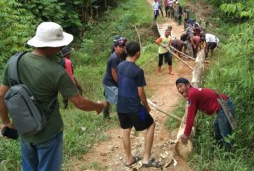 Petani Poyowa Besar Kembali Bangun Jembatan di Perkebunan Kopi Mobalang