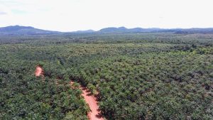 Lokasi perambahan hutan yang dilakukan