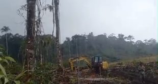 Pembabatan Hutan di Moat Diduga Ilegal, Nama JT Alias Jhon Mencuat